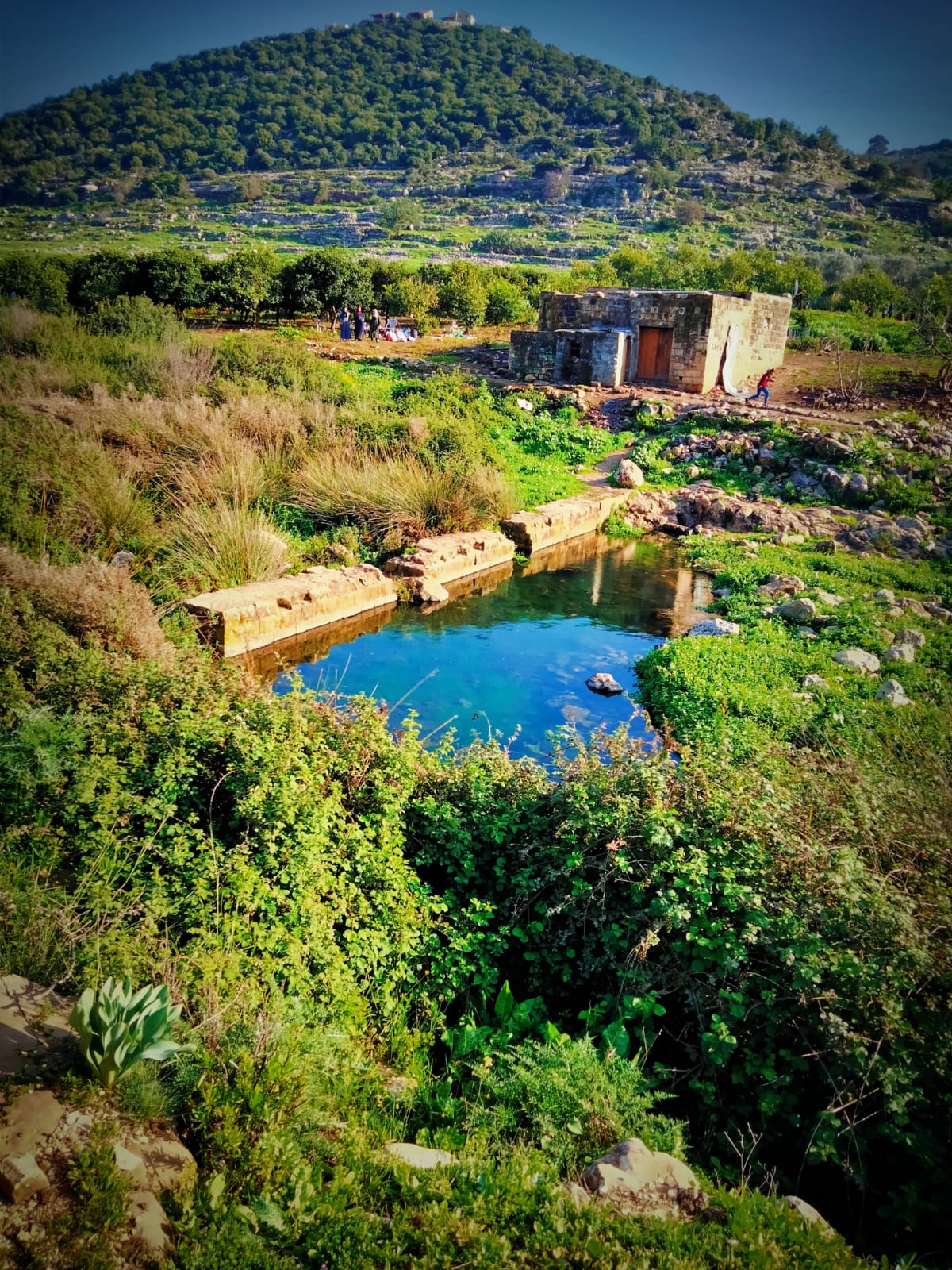 سلفيت: عائلتا منصور وزيدان الحارستان الأخيرتان لروح الأرض في واد قانا