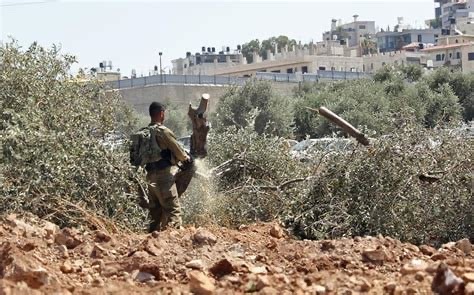 خلال أسبوع .. الاحتلال يقتلع 777 شرة في الضفة الغربية
