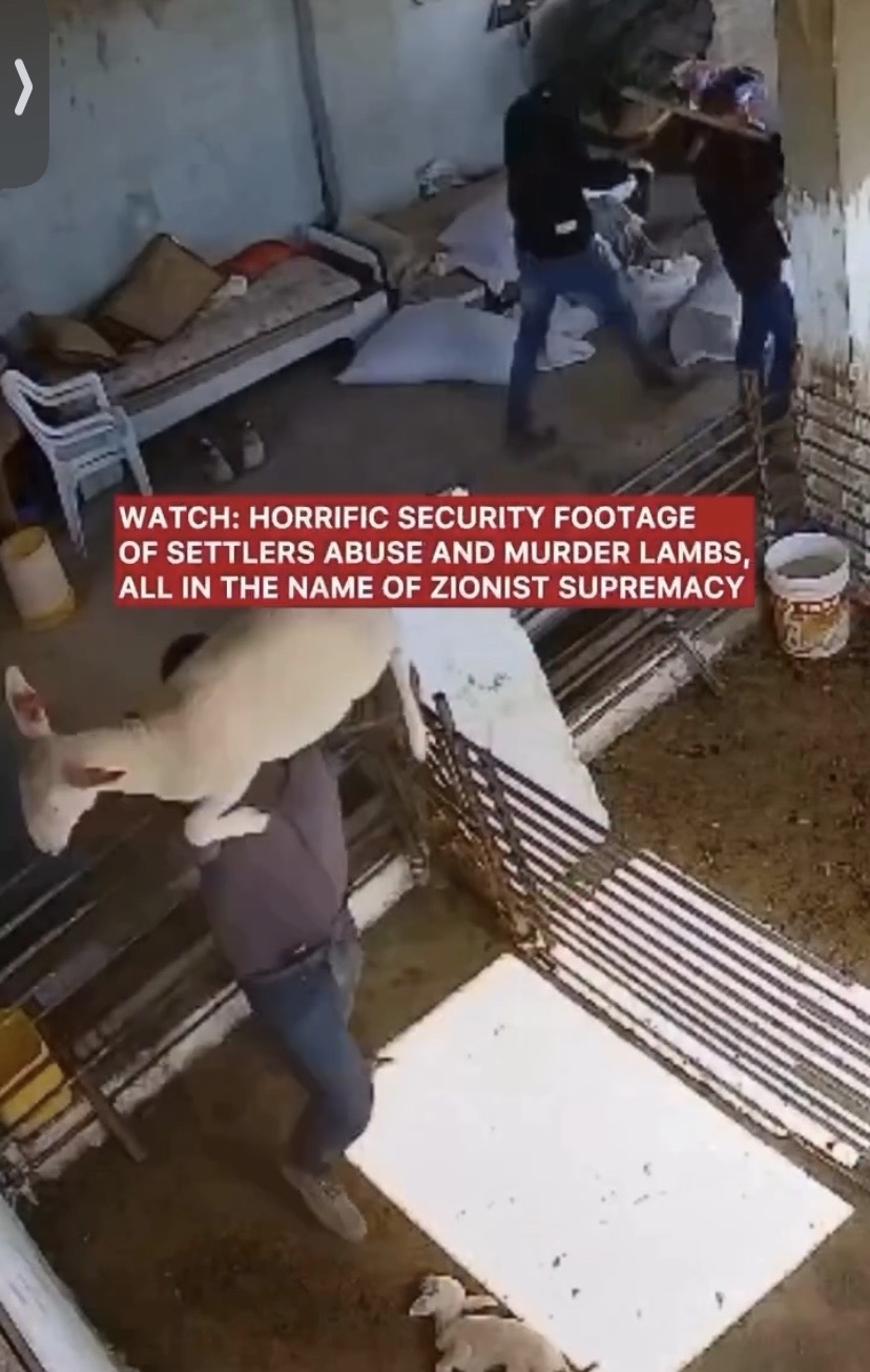 فيديو| مشاهد توثق اعتداء المستوطنين على المواشي في بلدة السموع جنوب الخليل....