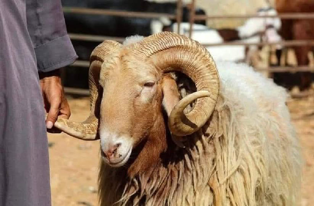 تقرير: 2750 شيقل أسعار الأضاحي البلدية لهذا العام و1928 شيقل سعر حصة المشاركة في العجل تقريبا....