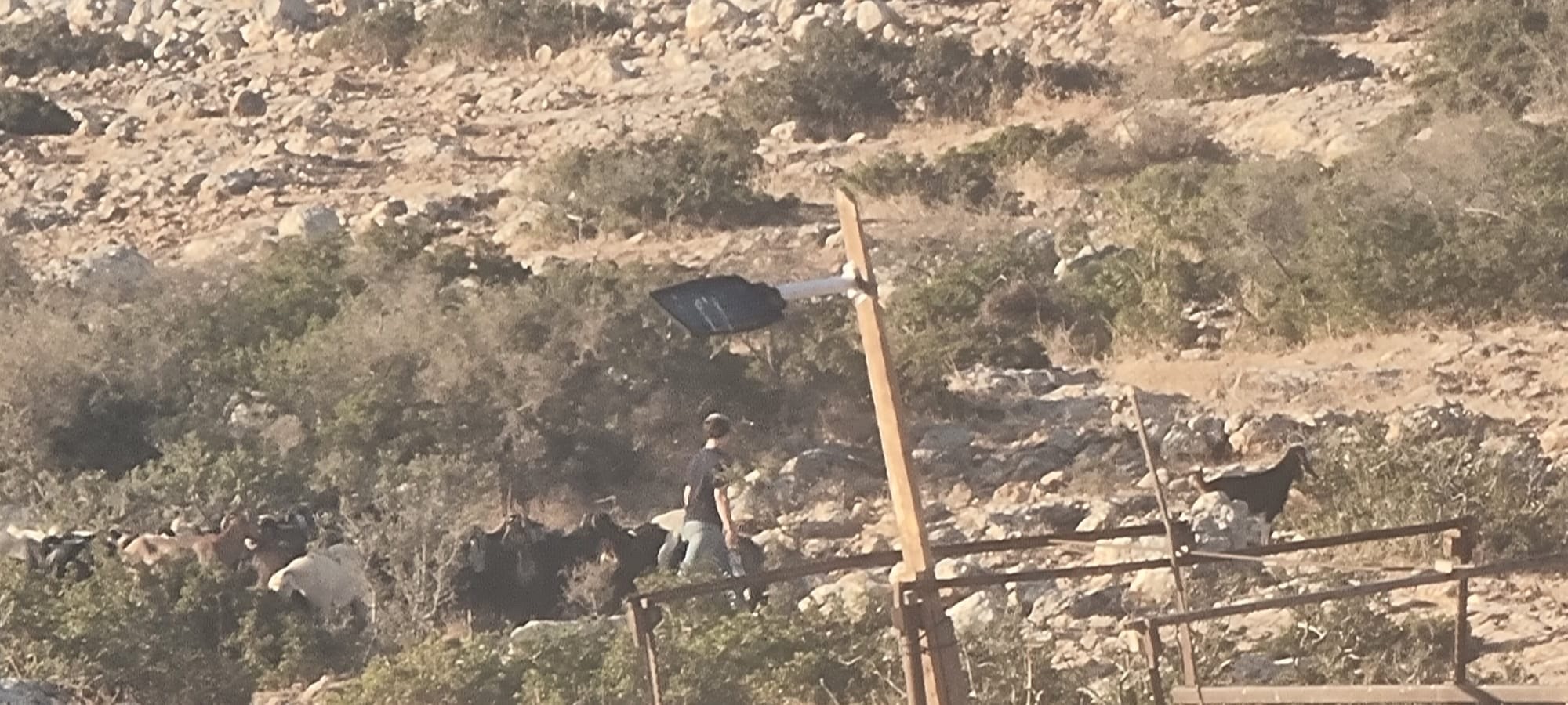 مستوطنون يرعون مواشيهم بالقرب من مساكن الفلسطينيين بتجمع يرزا شرقي تياسير شرق طوباس...